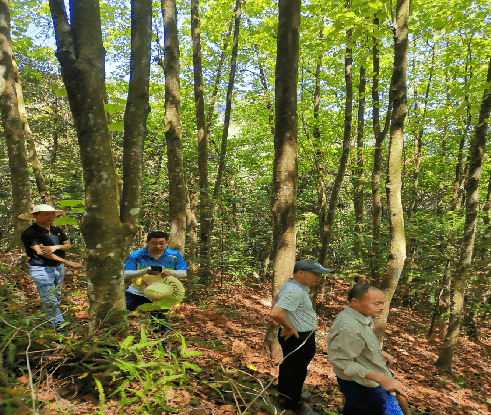 省種苗總站站長藍賀勝一行到公司調(diào)研 種源林建設(shè)情況