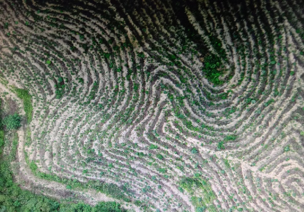 為林區(qū)安上“眼睛”——科技助力提升營(yíng)造林與護(hù)林管理成效