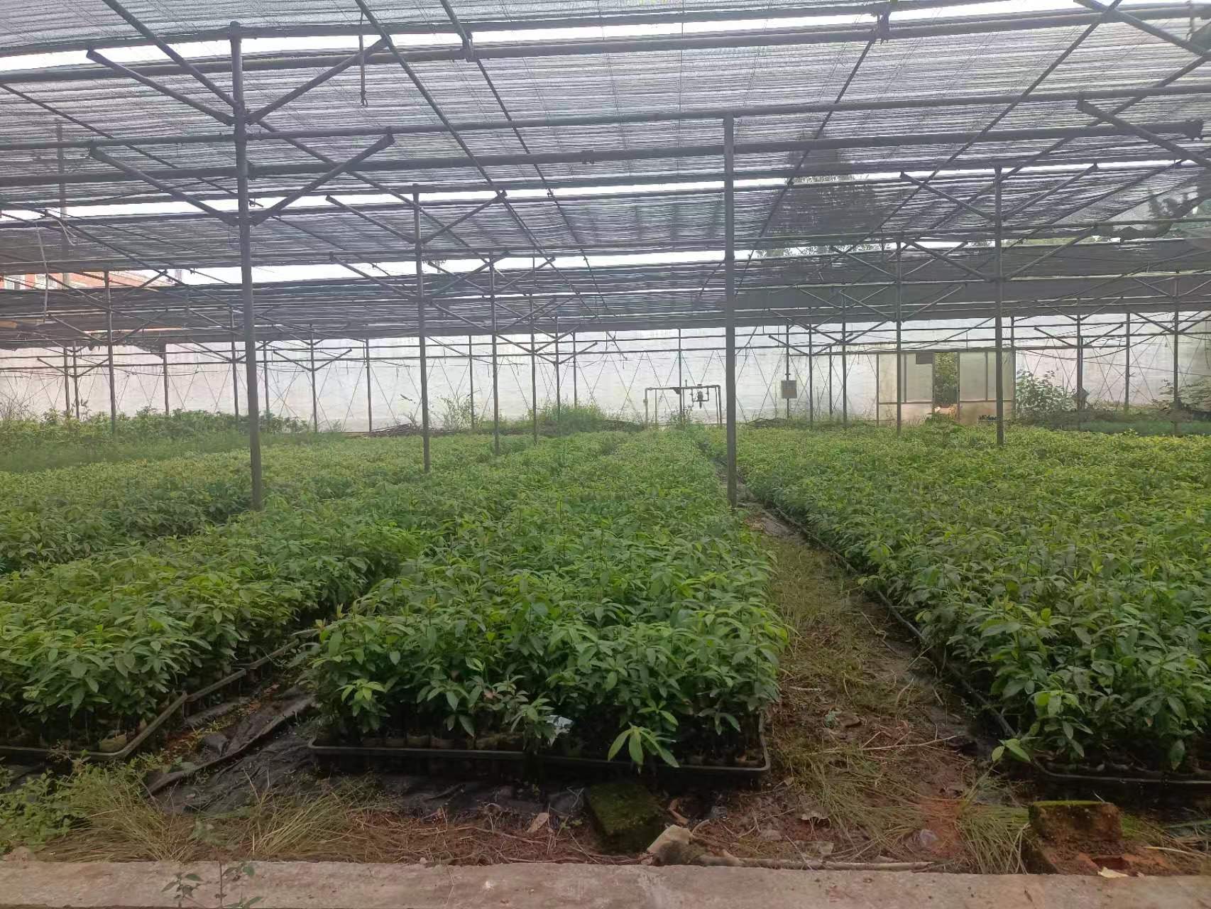 1669272781175766.png 閩楠.jpg