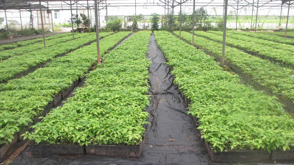 康鶴到永安林業(yè)種苗中心調(diào)研