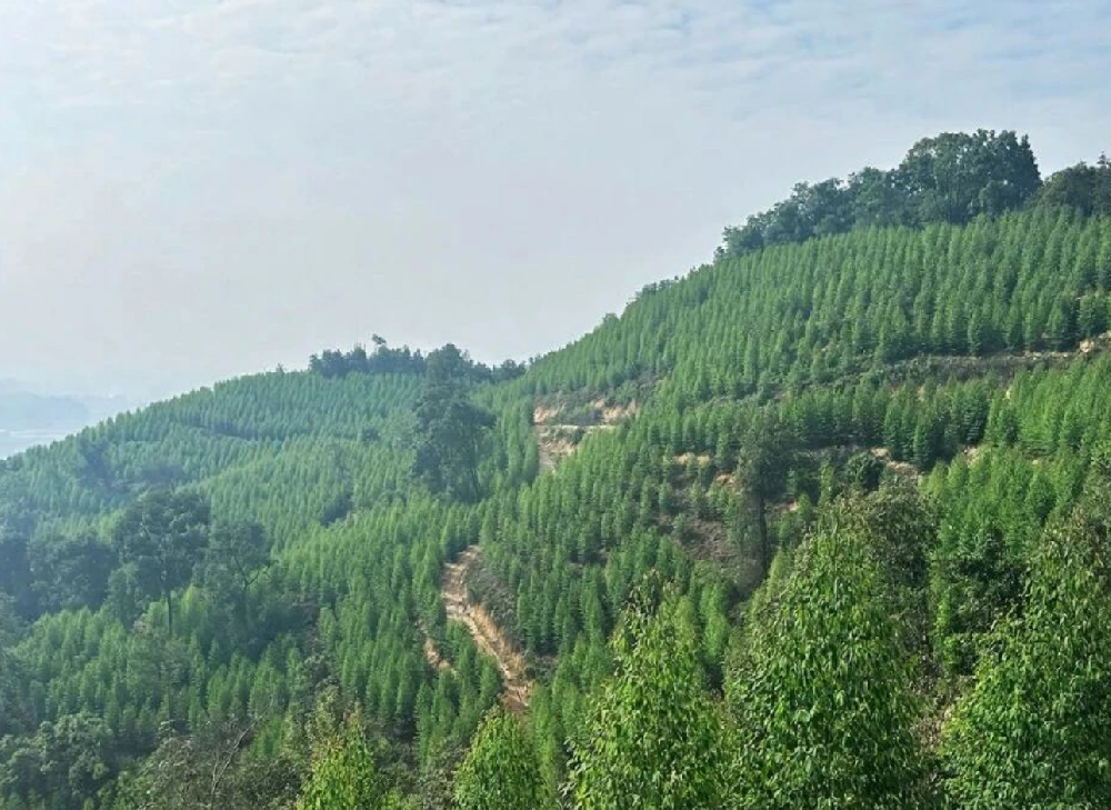 以奮斗之姿，書寫綠美畫卷