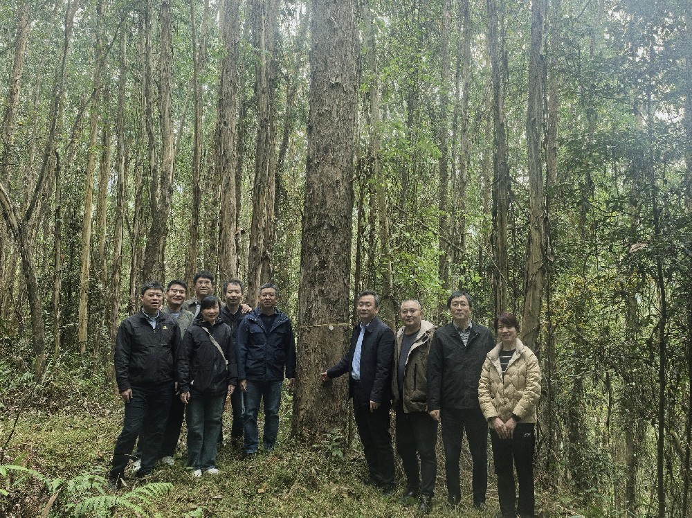 中國林業(yè)科學(xué)研究院速生樹木研究所 所長白登忠一行到永安林業(yè)調(diào)研